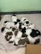 Shih Tzu Puppies for sale in Coimbatore, Tamil Nadu, India. price: 25000 INR
