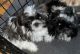 Shih Tzu Puppies for sale in Denver, CO, USA. price: NA
