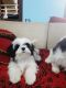 Shih Tzu Puppies for sale in Whitefield, Bengaluru, Karnataka, India. price: 18000 INR