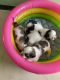 Shih Tzu Puppies for sale in Coimbatore, Tamil Nadu, India. price: 13000 INR