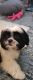 Shih Tzu Puppies for sale in Daytona Beach, FL, USA. price: NA