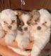Shih Tzu Puppies for sale in Nampa, ID, USA. price: $900