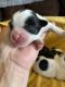 Shih Tzu Puppies for sale in Anaheim, CA 92802, USA. price: NA