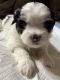 Shih Tzu Puppies for sale in Anaheim, CA 92802, USA. price: NA