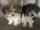 Shih Tzu Puppies for sale in Colorado Springs, CO, USA. price: NA