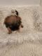 Shih Tzu Puppies for sale in Conroe, TX 77304, USA. price: NA