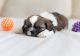 Shih Tzu Puppies for sale in Belton, TX, USA. price: NA