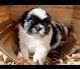 Shih Tzu Puppies for sale in Ashburnham, MA, USA. price: NA