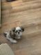 Shih Tzu Puppies for sale in Bradenton, FL, USA. price: NA