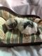 Shih Tzu Puppies for sale in Bumpass, VA, USA. price: NA