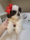 Shih Tzu Puppies for sale in Temecula, CA 92592, USA. price: NA