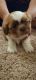 Shih Tzu Puppies for sale in Duncan, SC, USA. price: NA