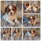 Shih Tzu Puppies for sale in Asheboro, NC, USA. price: NA
