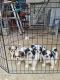 Shih Tzu Puppies for sale in Kurumbapalayam, Vedapatti, Coimbatore, Tamil Nadu 641007, India. price: 12500 INR