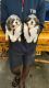 Shih Tzu Puppies for sale in RT Nagar, Bengaluru, Karnataka 560032, India. price: 20000 INR