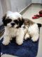 Shih Tzu Puppies for sale in Propulsive Pinnacle, Kadugodi Colony, Kumbena Agrahara, Krishnarajapura, Bengaluru, Karnataka 560067, India. price: NA