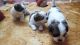 Shih Tzu Puppies for sale in R. T. Nagar, RT Nagar, Sultanpalya, RT Nagar, Bengaluru, Karnataka 560032, India. price: 12000 INR