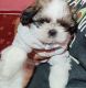 Shih Tzu Puppies for sale in Austin Town, Neelasandra, Bengaluru, Karnataka 560047, India. price: 12000 INR