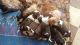 Shih Tzu Puppies for sale in Krishnarajapura, Bengaluru, Karnataka, India. price: 1500 INR