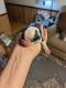 Shih Tzu Puppies for sale in Valley Home, CA 95361, USA. price: NA
