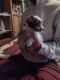 Shih Tzu Puppies for sale in 363 Kenady Cir, Colorado Springs, CO 80910, USA. price: NA