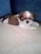 Shih Tzu Puppies for sale in Dombivli East, Dombivli, Maharashtra, India. price: 22000 INR