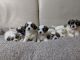 Shih Tzu Puppies for sale in Alabama Ave, Brooklyn, NY 11207, USA. price: $900