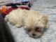 Shih Tzu Puppies for sale in Brooklyn, NY, USA. price: $800