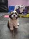 Shih Tzu Puppies for sale in Malakpet, Hyderabad, Telangana 500024, India. price: 18000 INR