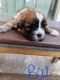 Shih Tzu Puppies for sale in Stockton, CA, USA. price: NA