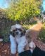 Shih Tzu Puppies for sale in Redwood City, CA 94061, USA. price: NA