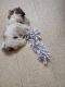 Shih Tzu Puppies for sale in Austin Town, Neelasandra, Bengaluru, Karnataka 560047, India. price: 9000 INR