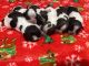 Shih Tzu Puppies for sale in Burbank Blvd, Los Angeles, CA, USA. price: NA