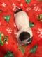 Shih Tzu Puppies for sale in Burbank Blvd, Los Angeles, CA, USA. price: NA