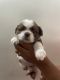 Shih Tzu Puppies for sale in RR Nagar, Bengaluru, Karnataka, India. price: 10000 INR