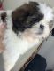 Shih Tzu Puppies for sale in Madera, CA, USA. price: NA