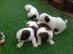 Shih Tzu Puppies for sale in Coimbatore, Tamil Nadu, India. price: 25000 INR