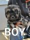 Shih Tzu Puppies for sale in San Jose, CA 95122, USA. price: NA