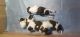 Shih Tzu Puppies for sale in 586, 29th A Main Rd, Corporation Colony, Jayanagara 9th Block, Jayanagar, Bengaluru, Karnataka 560041, India. price: 15000 INR
