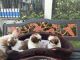 Shih Tzu Puppies for sale in Thiruvananthapuram, Kerala, India. price: 25000 INR