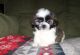 Shih Tzu Puppies for sale in Peterborough, ON, Canada. price: NA