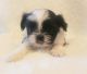 Shih Tzu Puppies for sale in Montrose, CO, USA. price: NA