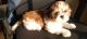 Shih Tzu Puppies for sale in Pradhikaran, Nigdi, Pimpri-Chinchwad, Maharashtra 411044, India. price: 14000 INR