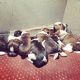 Shih Tzu Puppies for sale in HBR Layout, Bengaluru, Karnataka, India. price: 16000 INR