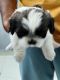 Shih Tzu Puppies for sale in Kukatpally, Hyderabad, Telangana, India. price: 25000 INR