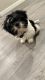 Shih Tzu Puppies for sale in Long Beach, CA, USA. price: NA
