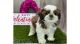 Shih Tzu Puppies for sale in Florida St, San Francisco, CA, USA. price: NA