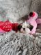 Shih Tzu Puppies for sale in Vernon, TX 76384, USA. price: NA