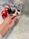 Shih Tzu Puppies for sale in Los Angeles, CA, USA. price: NA