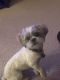 Shih Tzu Puppies for sale in Colorado Springs, CO 80922, USA. price: $500